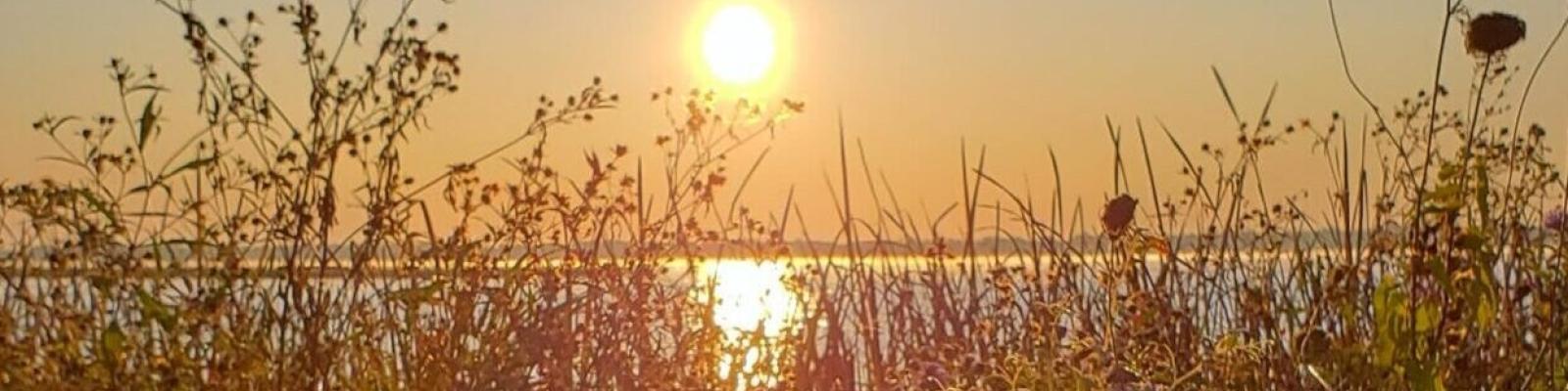 Sunset over a lake, with wildflowers and grasses in the foreground.