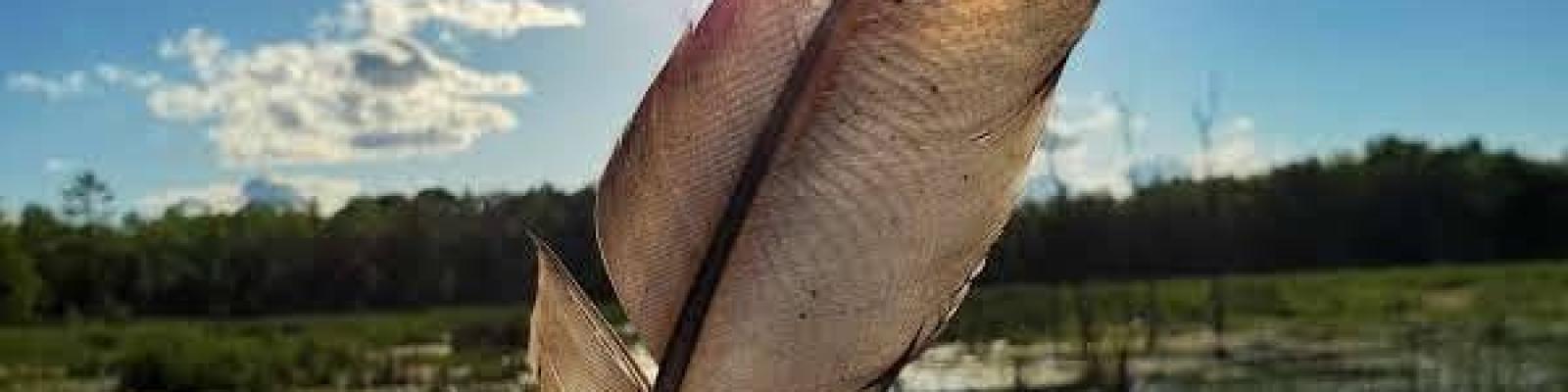 Hand holding a feather against a sunlit blue sky over a reflective lake.