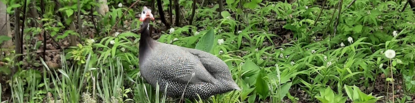 Guineafowl standing in a lush green forest.