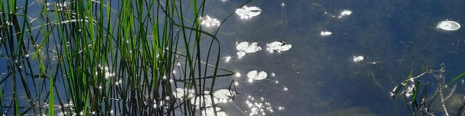 Sunlit pond with water reflections, aquatic plants, and surrounding stones.