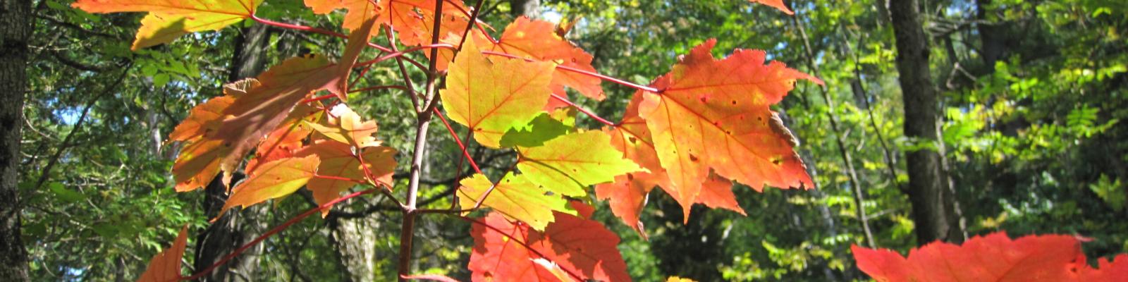 Autumn leaves in vibrant orange and red on a tree branch, forest background.